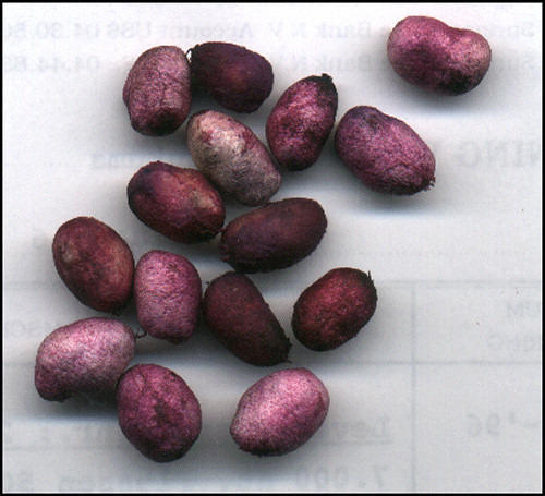 Jamun Seeds