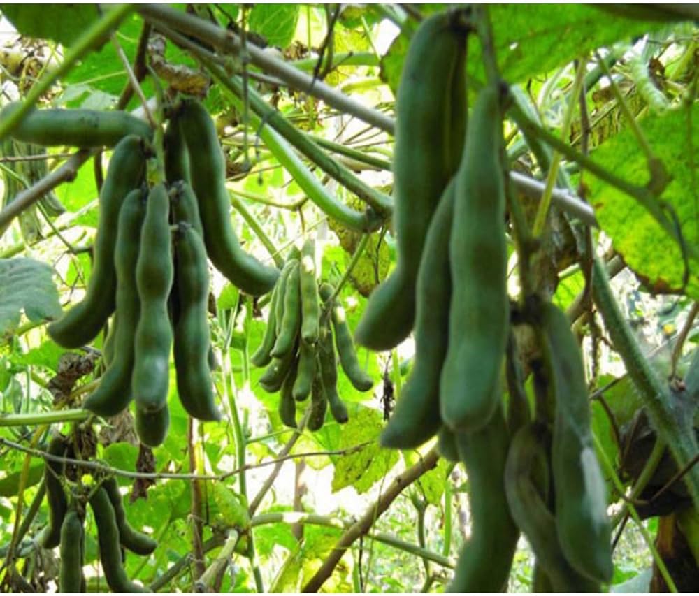 Kaunch seeds